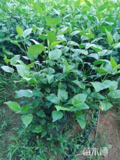 高度80厘米大红花