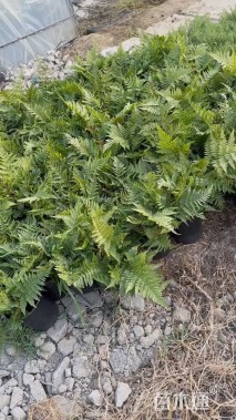 高度45厘米肾蕨