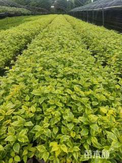 高度20厘米金叶假连翘