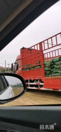 15厘米中叶麦冬