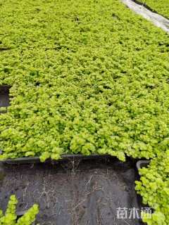 高度15厘米过路黄