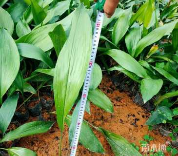 高度40厘米一叶兰
