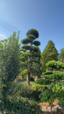 30公分椤木石楠