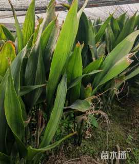 高度50厘米一叶兰