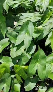高度50厘米慈姑