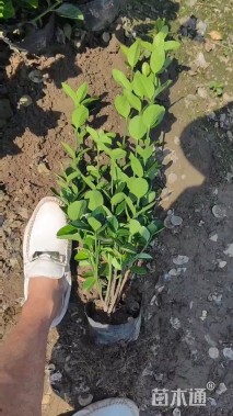 高度50厘米大叶黄杨小苗