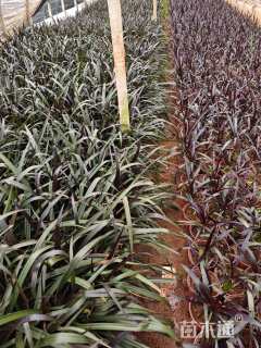 高度38厘米文殊兰