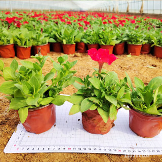 高度20厘米矮牵牛