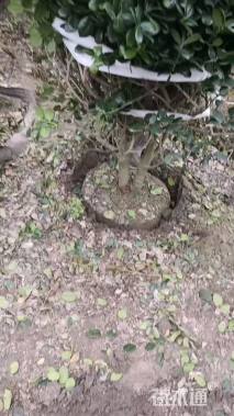 冠幅180厘米无刺枸骨球