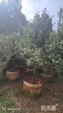 高度250厘米茶花