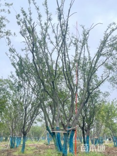 90公分(4杆)丛生朴树