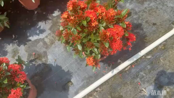 高度250厘米小叶龙船花