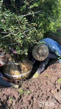 高度120厘米小丑火棘球