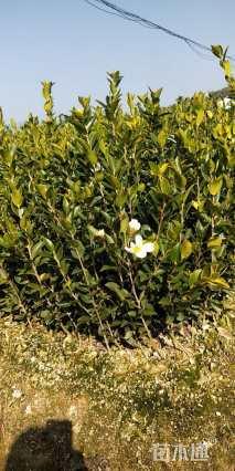 高度50厘米油茶