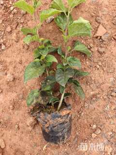 高度30厘米扶桑