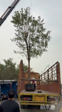 15公分黄花风铃木