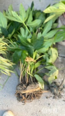 高度60厘米八角金盘