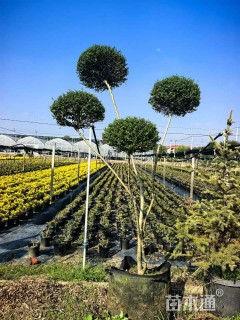 12公分造型川滇蜡树