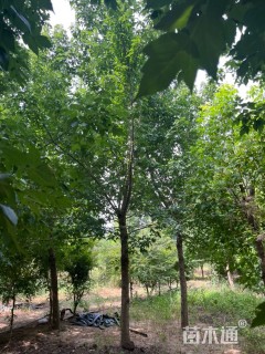 10公分复叶槭