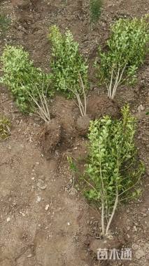 冠幅18厘米小叶黄杨球