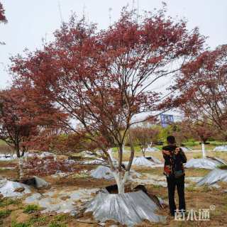 12公分日本红枫