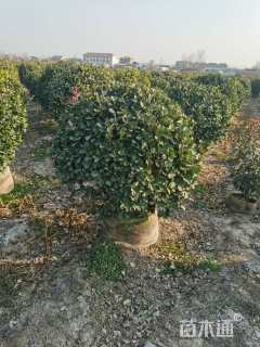 冠幅120厘米大叶黄杨球