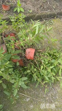 高度15厘米天蓝鼠尾草