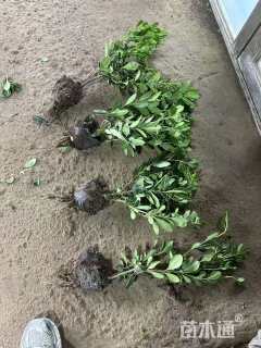 高度60厘米海桐