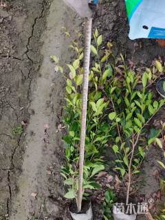 高度55厘米蚊母