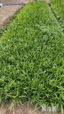 高度15厘米兰花三七草