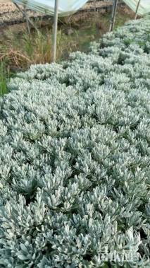 高度15厘米芙蓉菊