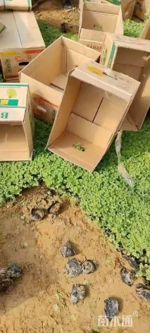 高度13厘米千屈菜