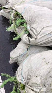 高度50厘米狐尾藻