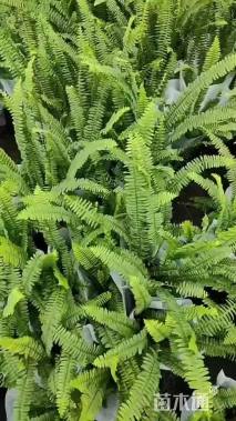 高度25厘米肾蕨