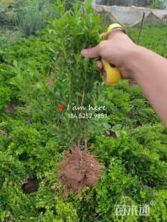 高度30厘米瓜子黄杨