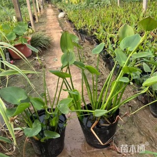 高度50厘米梭鱼草