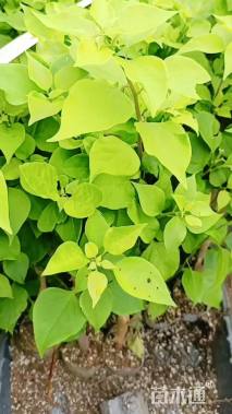 高度20厘米三角梅