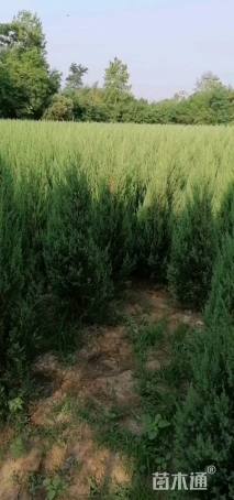 高度170厘米河南桧