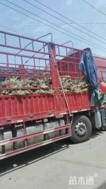 高度50厘米金边黄杨