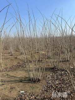 高度250厘米丛生紫荆