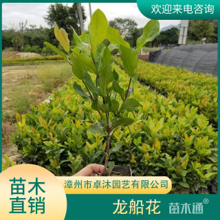 高度25厘米龙船花