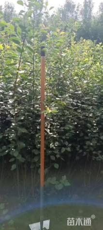 高度80厘米水栒子