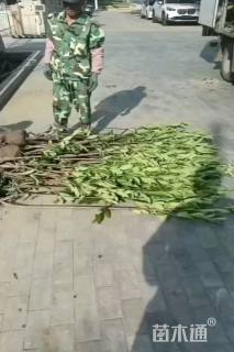 高度250厘米法国冬青