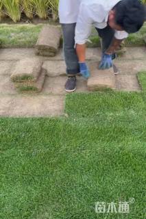 草卷状马尼拉草