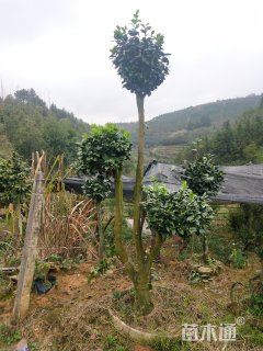 造型赤楠