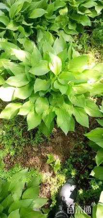 高度30厘米玉簪