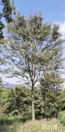 20公分榉树