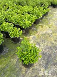 高度20厘米粉花绣线菊