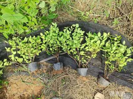 高度35厘米金森女贞