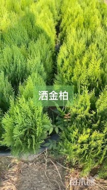 高度50厘米洒金柏